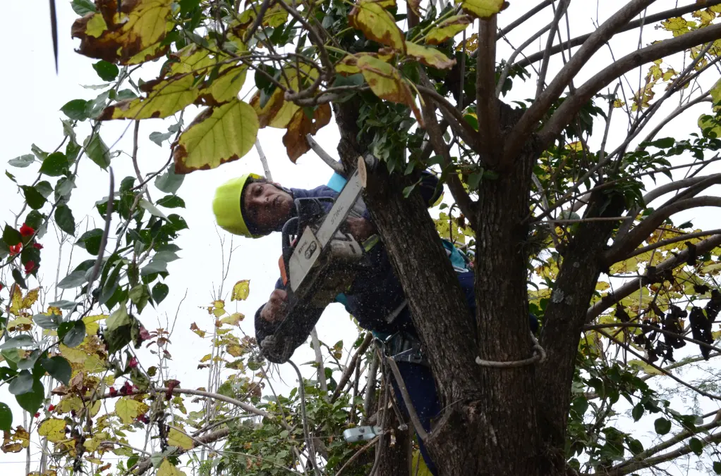 Comuna lanzó campaña de poda con foco en seguridad y cuidado ambiental