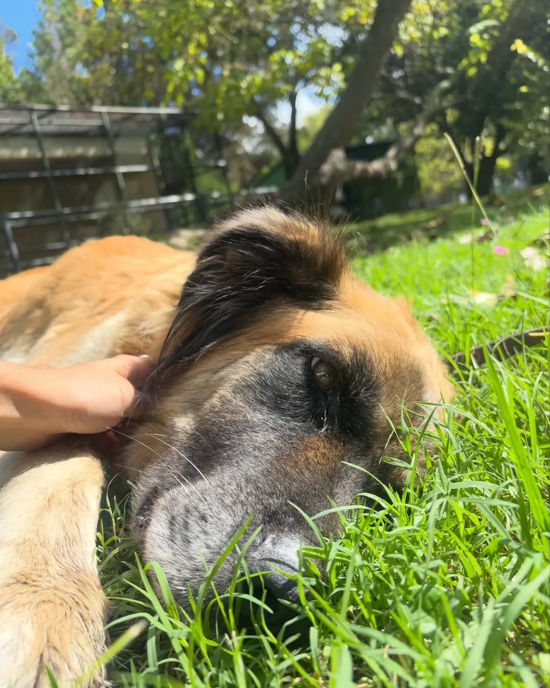 Denuncian graves casos de maltrato animal tras hallazgo de perros en contenedores