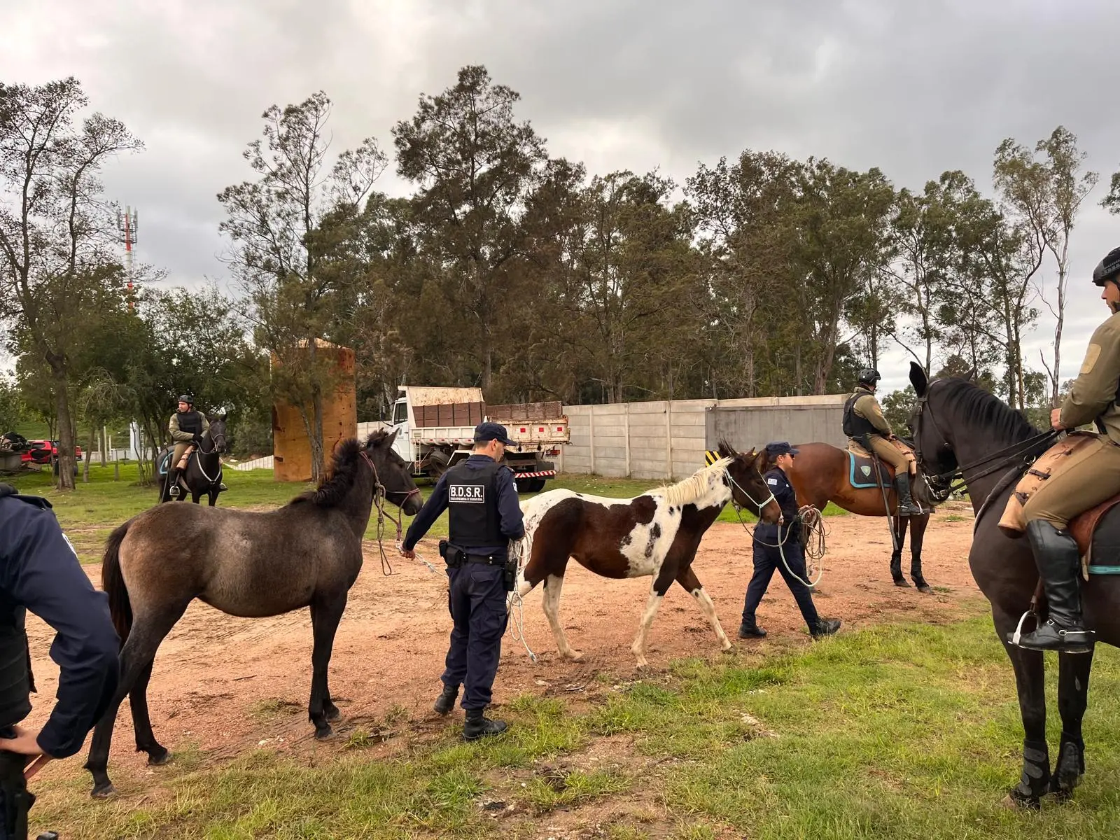 Incautaron 17 caballos sueltos en Ciudad del Plata en el marco de la Operación Arión