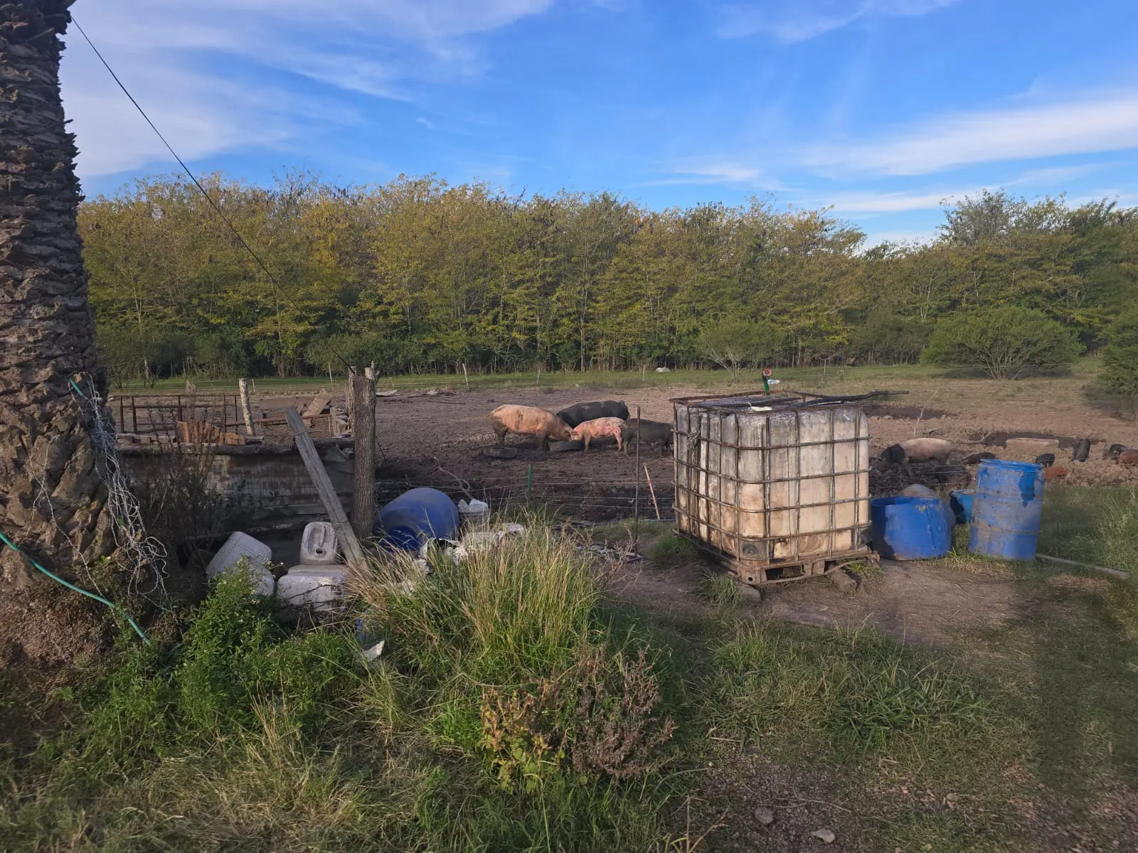 Preocupación en Ituzaingó por criadero de cerdos cerca de viviendas y desbordes de pozos negros