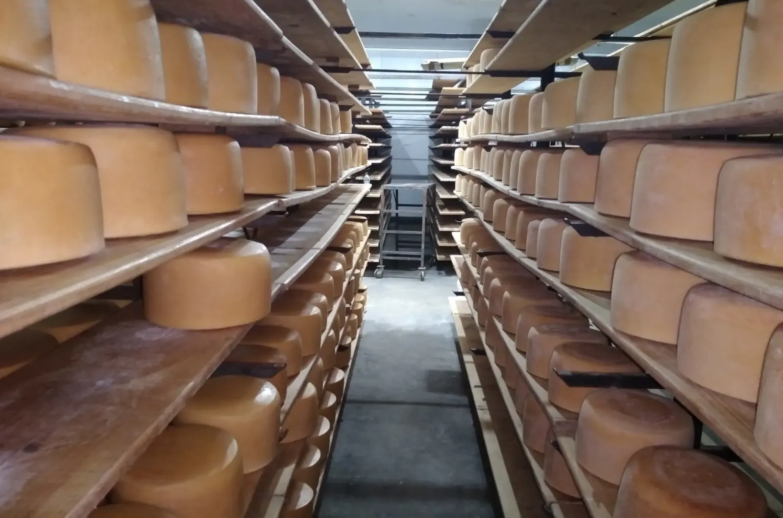 Buscan incorporar a San José al proyecto que declara a Colonia Capital Nacional del Queso