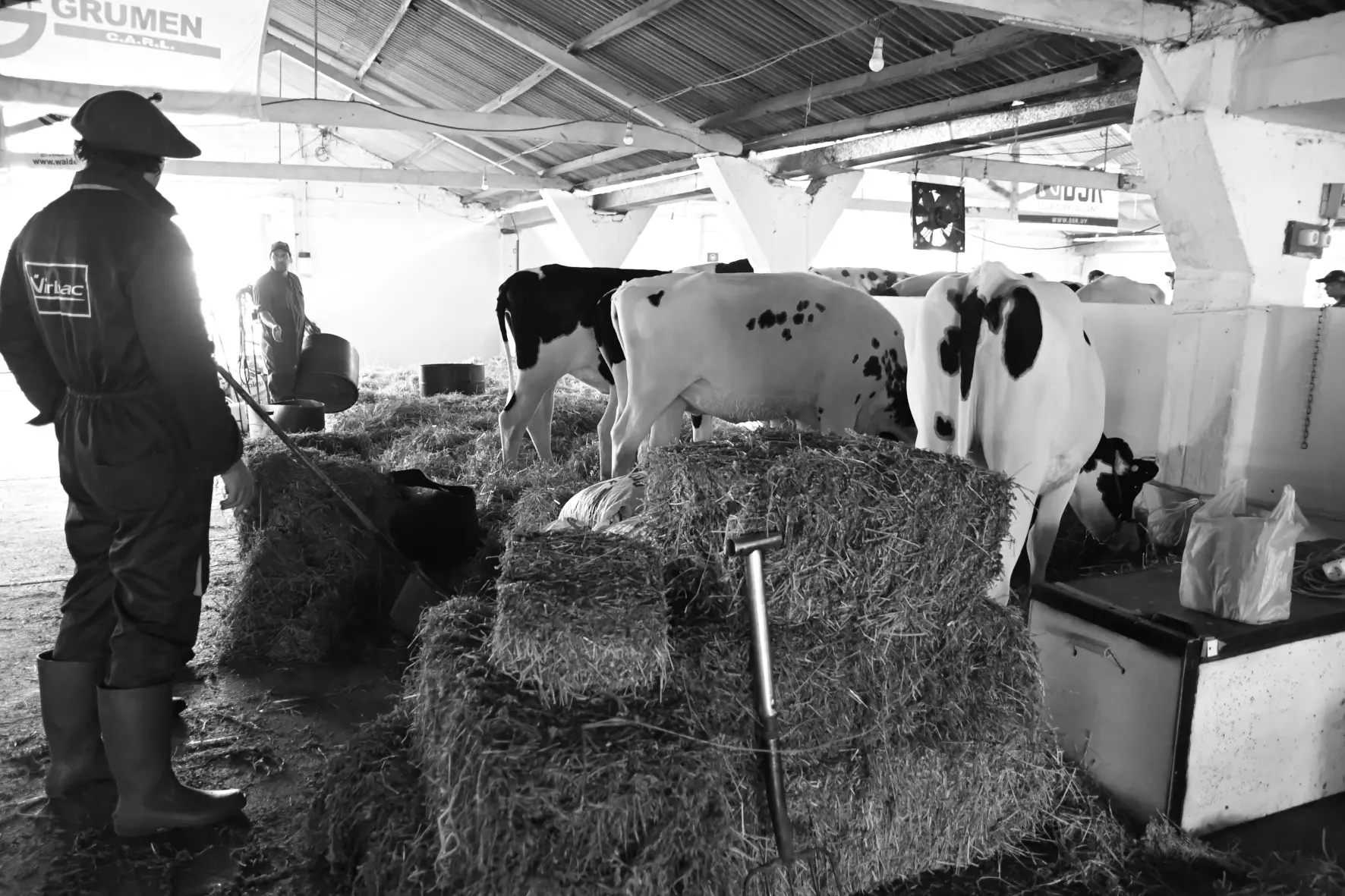 La Expo Rural comenzó en San José y las lluvias aparecen como una incógnita